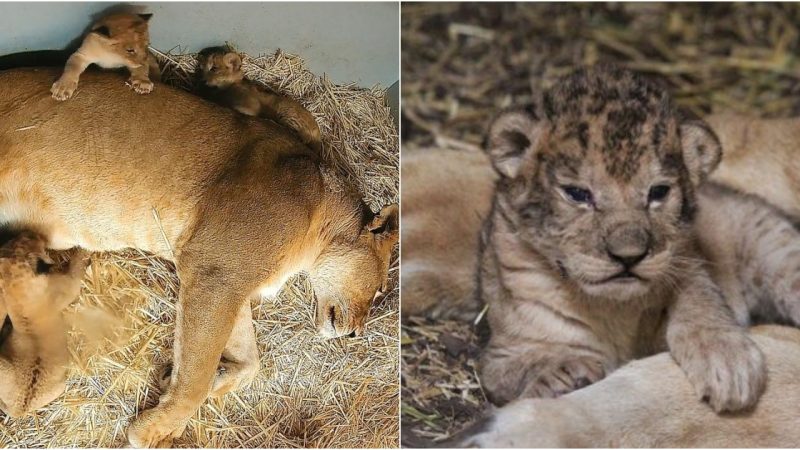 Roaring Happiness: Taronga Zoo Celebrates the Arrival of Five Lion Cubs After an 18-Year Wait!