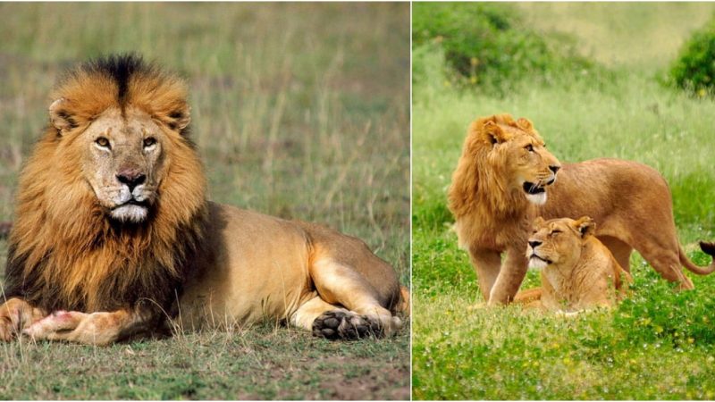 Playful Mischief: Adorable Lion Cubs Bring Laughter as They Disturb the Slumber of the King