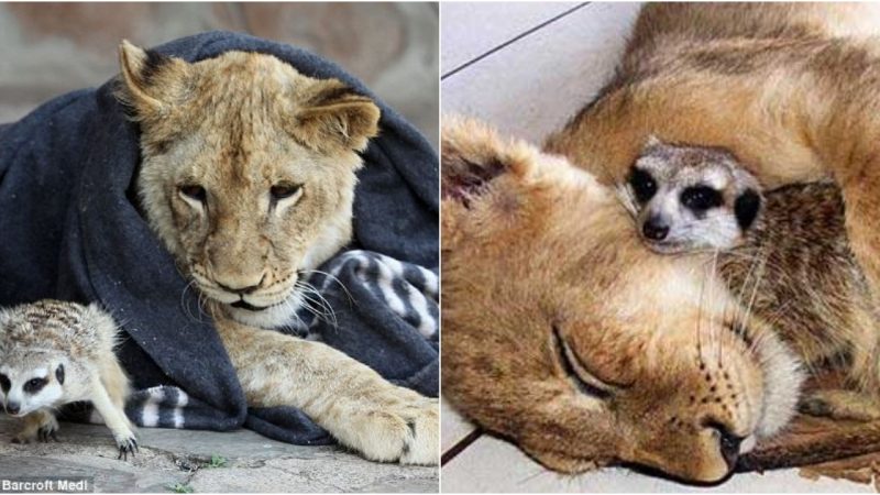 Harmony in the Wild: Unlikely Bonds Form Between Lion Cubs and Meerkat Companions