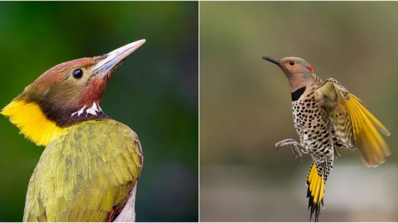 The Enchanting Encounter: Greater Yellownape (Chrysophlegma flavinucha) in Uttarakhand, India by Vishal Mónakar