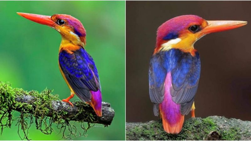 Meet The South Philippine Dwarf Kingfisher!First Described 130 Years Ago