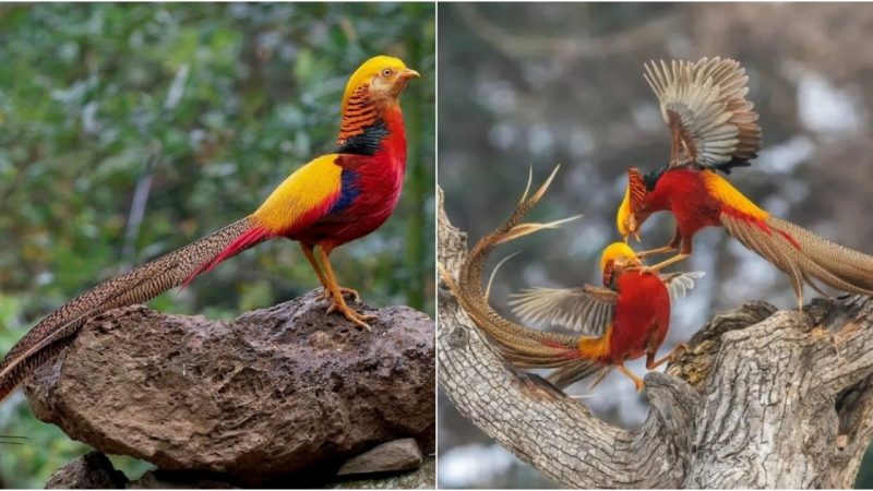 Golden Pheasant: Symphony of Elegance and Untamed Beauty