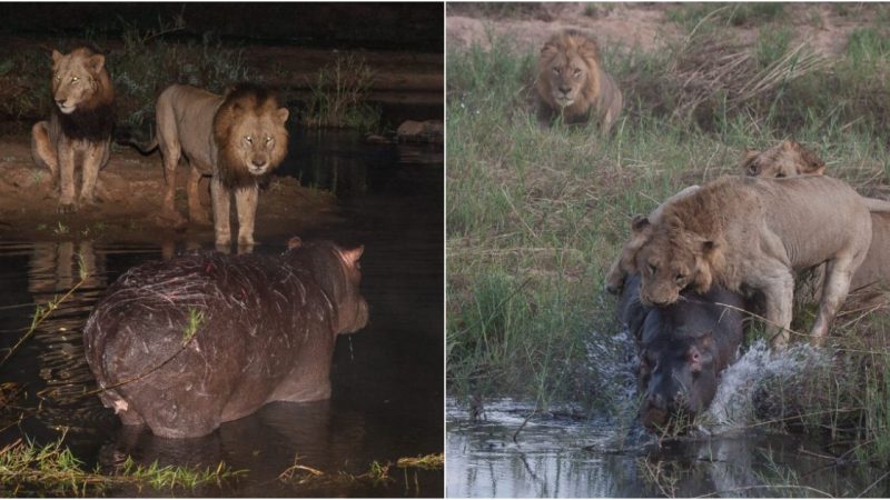 Nature’s Brutal Ballet: Lions and Hippo Engage in a Terrifying Battle for Survival