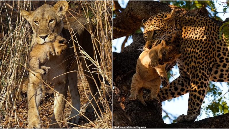 Tragedy Unfolds: Leopard Seizes Opportunity, Claims Lion Cub as Prey