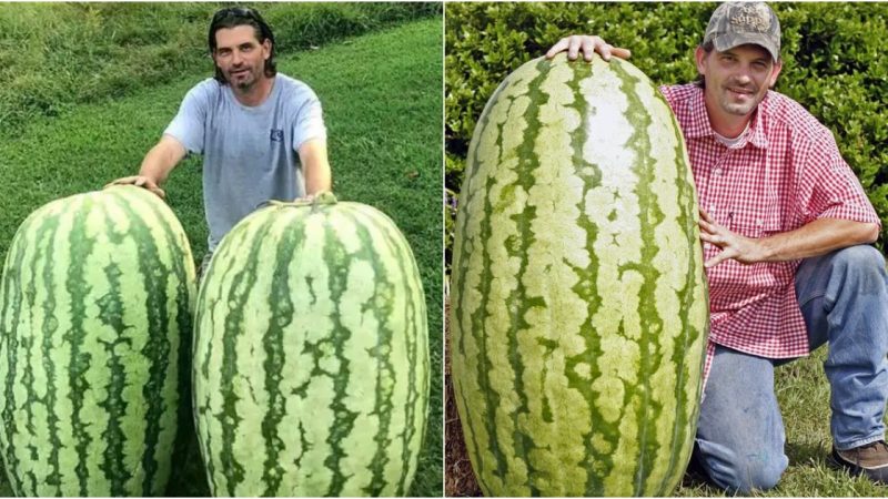 Unveiling the Magnificence of North America’s Enormous Watermelon