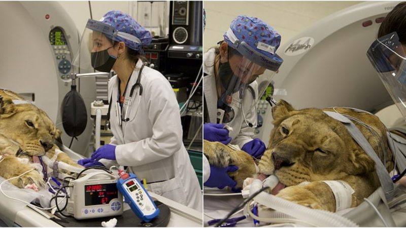 Chobe, the Rescued Lioness: Overcoming the Consequences of Inbreeding