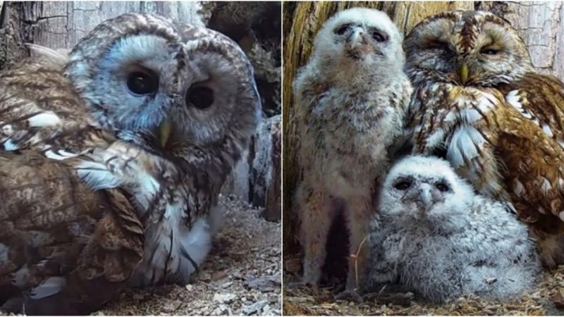 A Tale of Compassion: Rescued Tawny Owl Luna Embraces Motherhood with Orphaned Chicks