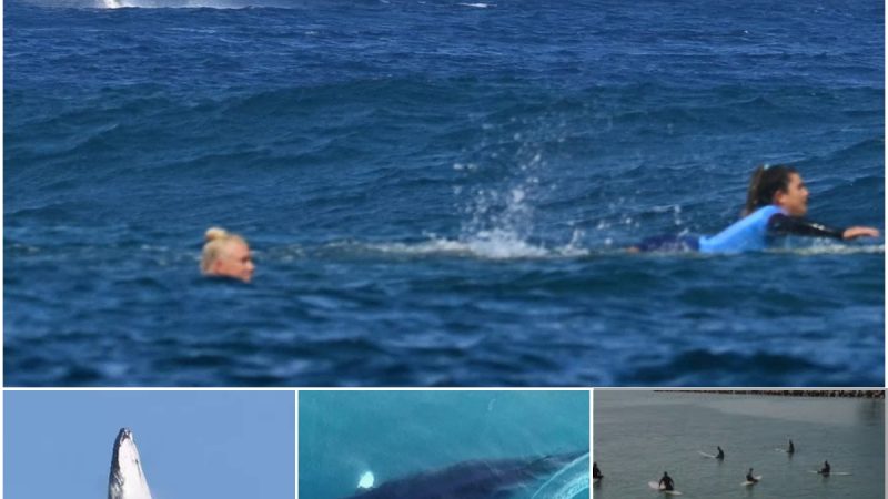 Breaching Whale Steals the Show During Paris Olympics Surfing Semifinal in Tahiti