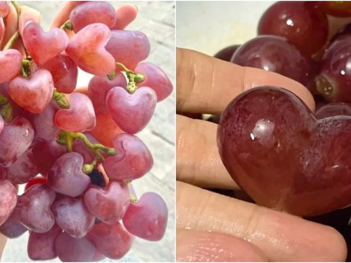 Heart-Shaped Plum Grapes: “My Heart Grapes”